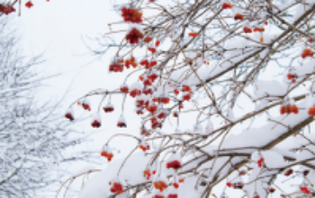 Conseils pour prendre soin de votre bébé pendant la saison hivernale